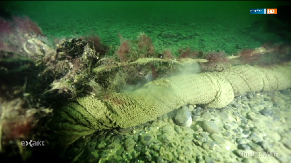 Geisternetze in der Ostsee