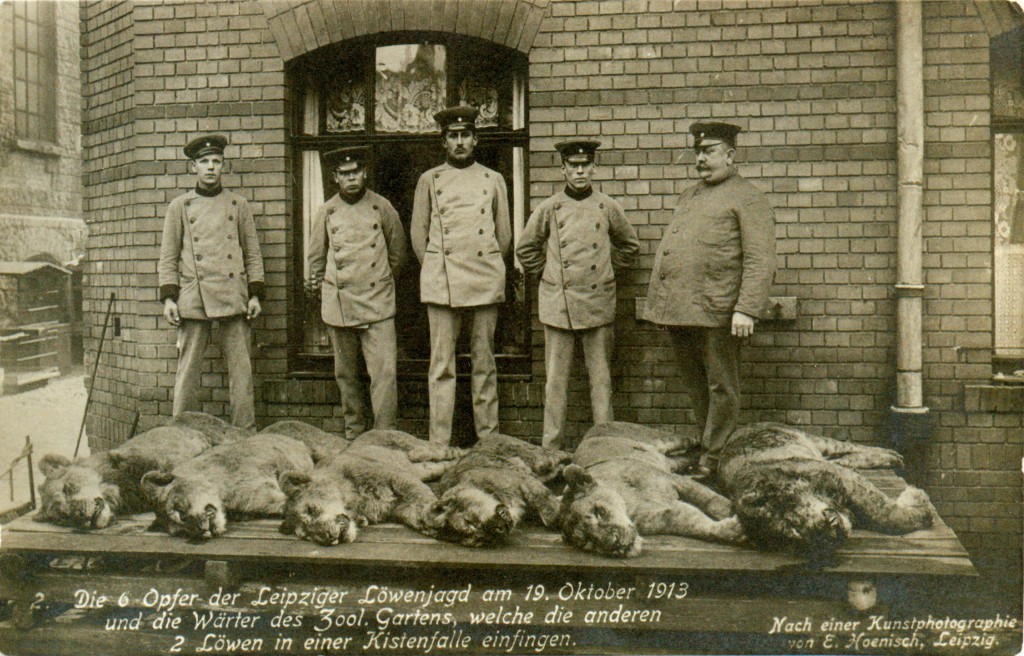 Leipziger_Loewenjagd Wikimedia.jpg - 6 aufgebahrte löwen im zoo - sehr scharf !!!!!